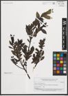 Foto von Salix mielichhoferi Saut.